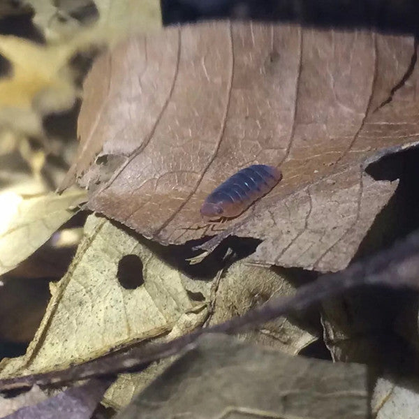 'Red Head' Isopods (Merulanella sp.)