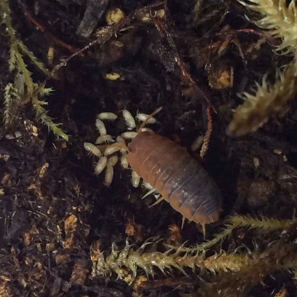 'Red Head' Isopods (Merulanella sp.)