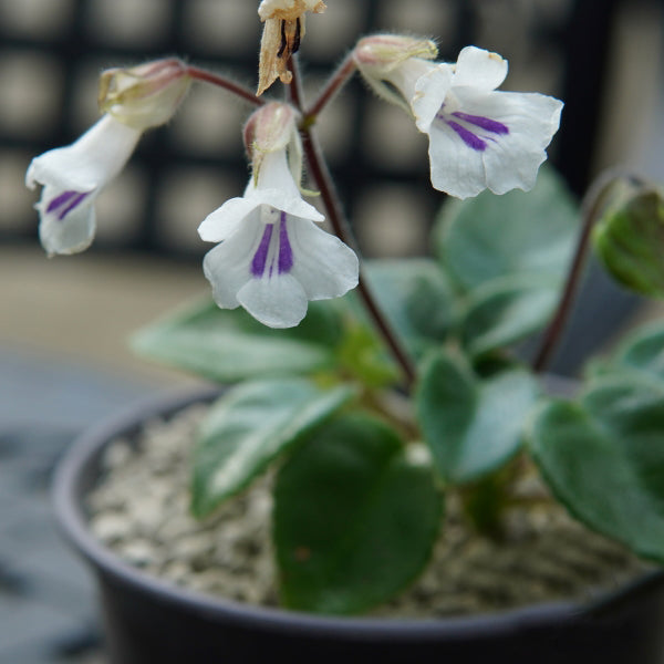 Metapetrocosmea tamiana