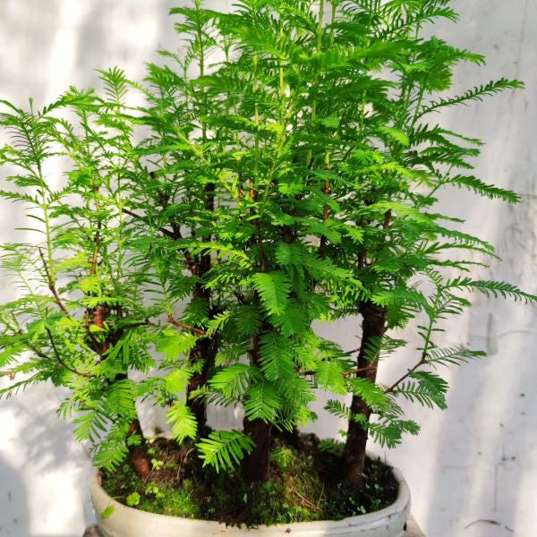 Chinese Redwoods (Metasequoia sp)
