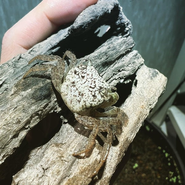 Batik Crab (Metasesarma obesum Var Whiter.)