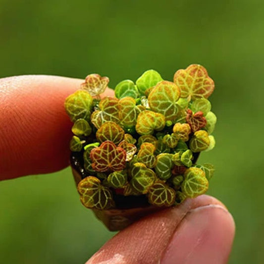 Micro Strawberry Begonia ( Saxifraga stolonifera )