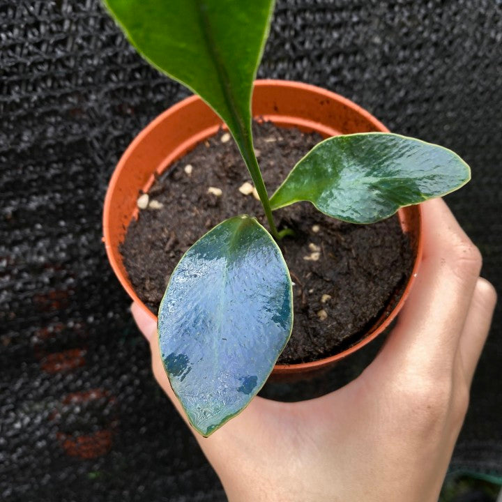 Microsorum siamense