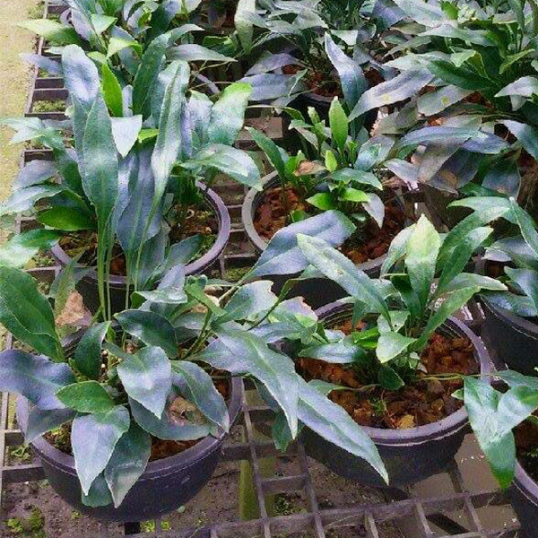 Microsorum siamense