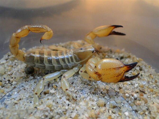Middle East Gold Scorpion (Scorpio maurus)