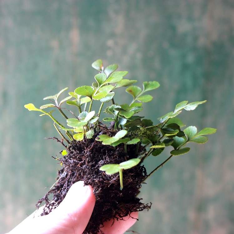 Mini Maidenhair spleenwort (Asplenium saxicola)