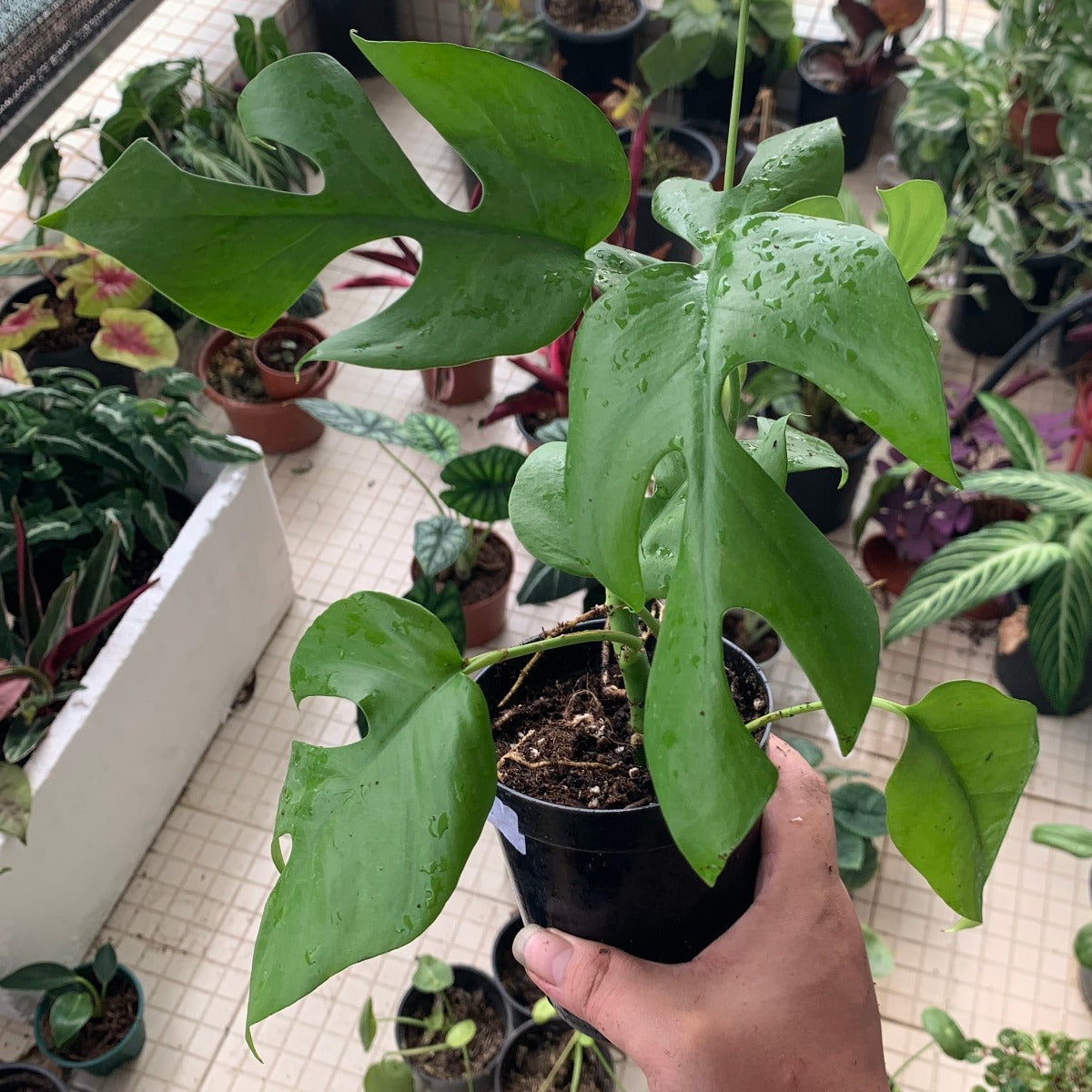 Mini Monstera ( Rhaphidophora tetrasperma )