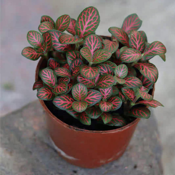 house plant green leaves with pink veins Mini Red Veined ( Fittonia Albivenis) for Sale