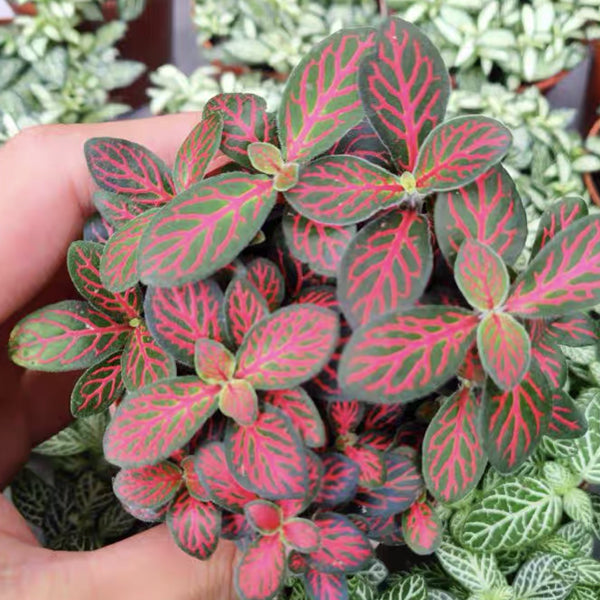 Mini Red Veined ( Fittonia Albivenis)