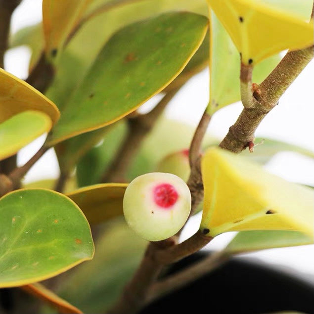 Mistletoe Fig (Ficus deltoidea gold)