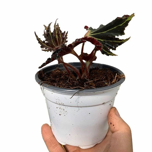 Begonia 'Break Dance'