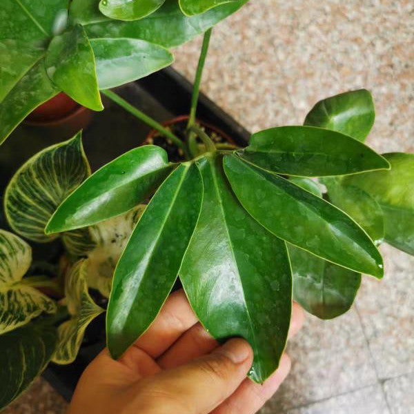 Philodendron goeldii