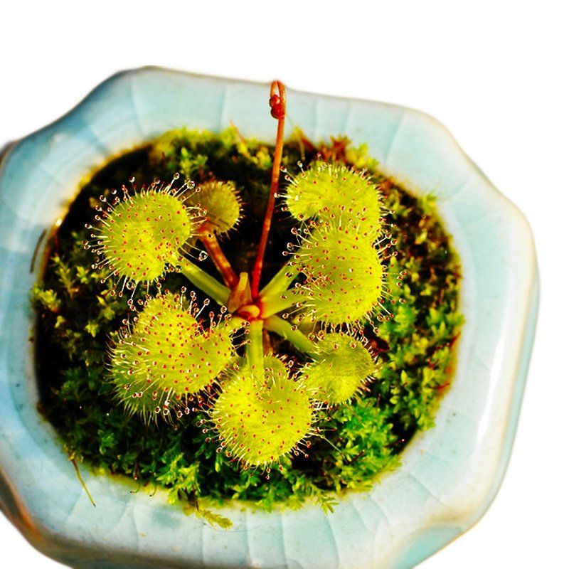 Sundews ( Drosera Prolifera )