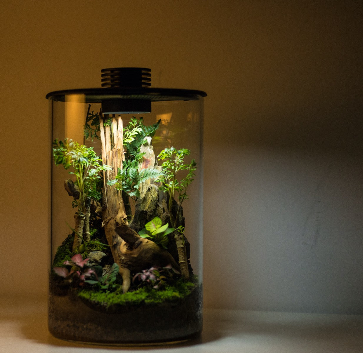 Cylindrical Micro Landscape Terrarium with LED Grow Light for Sale