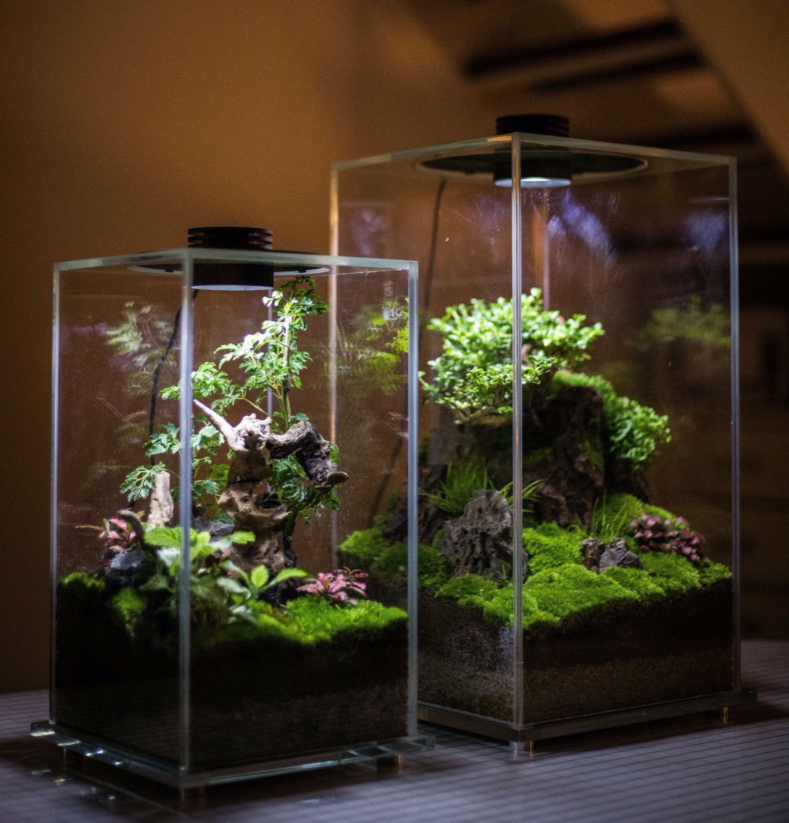 terrarium with plants for sale Cubic Micro Landscape Terrarium with LED Grow Light