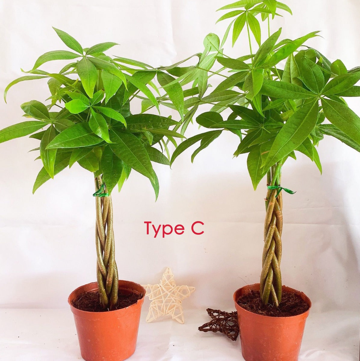 Money Tree ( Pachira aquatica )