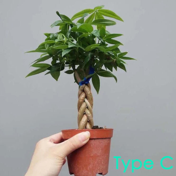 Money Tree ( Pachira aquatica )