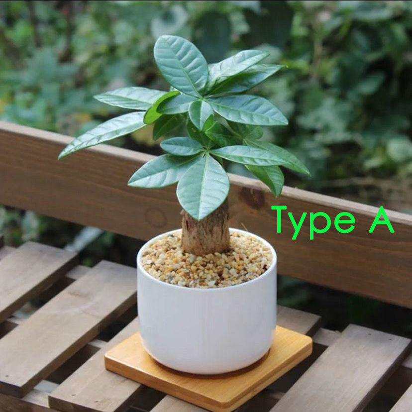 Money Tree ( Pachira aquatica )