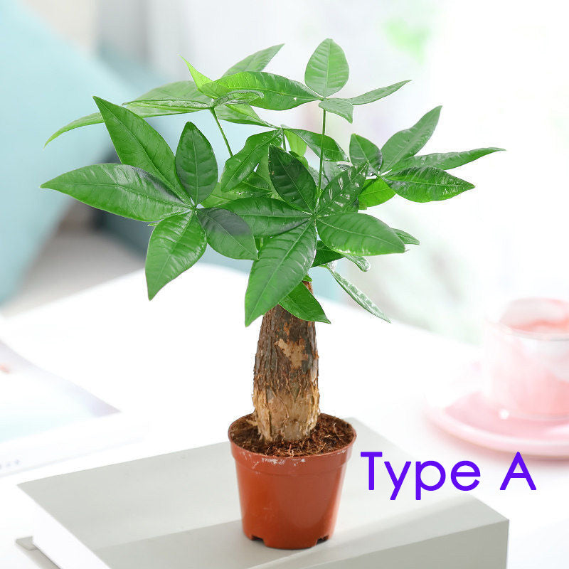 Money Tree ( Pachira aquatica )