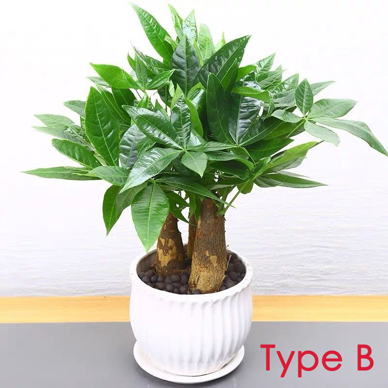 Money Tree ( Pachira aquatica )
