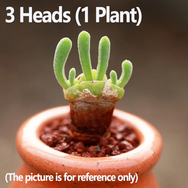 Monilaria obconica Rabbit Shape