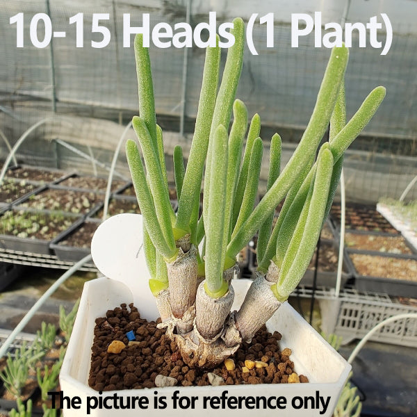 Monilaria obconica Rabbit Shape