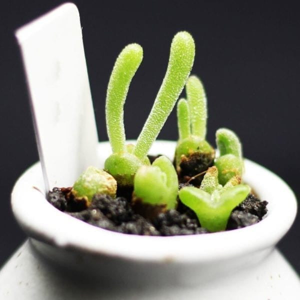 Monilaria obconica Rabbit Shape