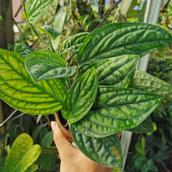 philodendron karstenianum Monstera Karstenianum for Sale