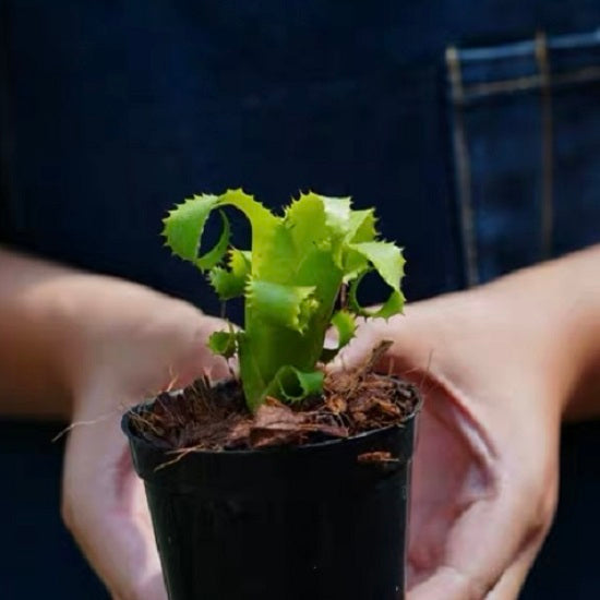 Mooreana (Bromeliad Neoregelia)
