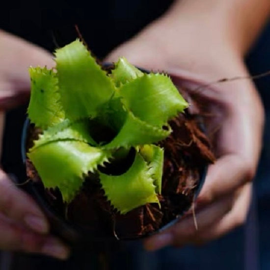 Mooreana (Bromeliad Neoregelia)