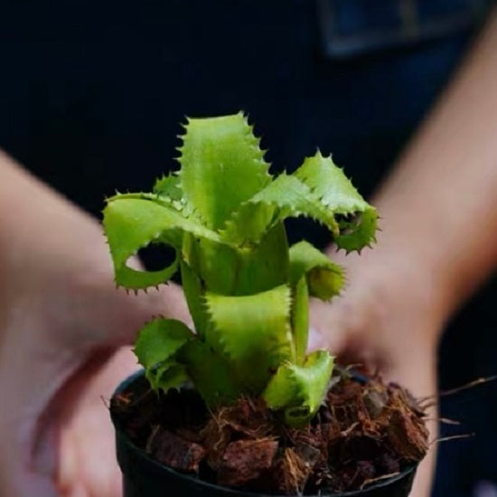 Mooreana (Bromeliad Neoregelia)