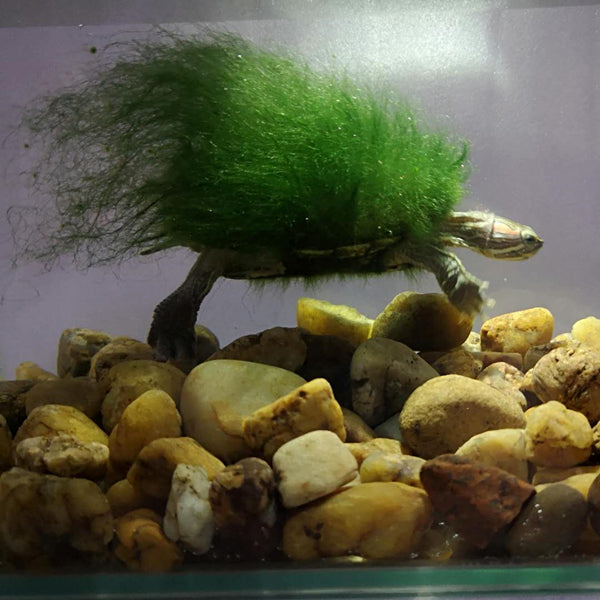 Moss Back Turtle - Red-eared Slider (Trachemys scripta elegans)