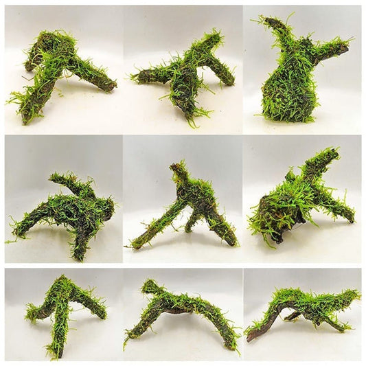 Moss on Driftwood