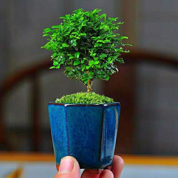 Murraya Microphylla Bonsai(Murraya microphylla)