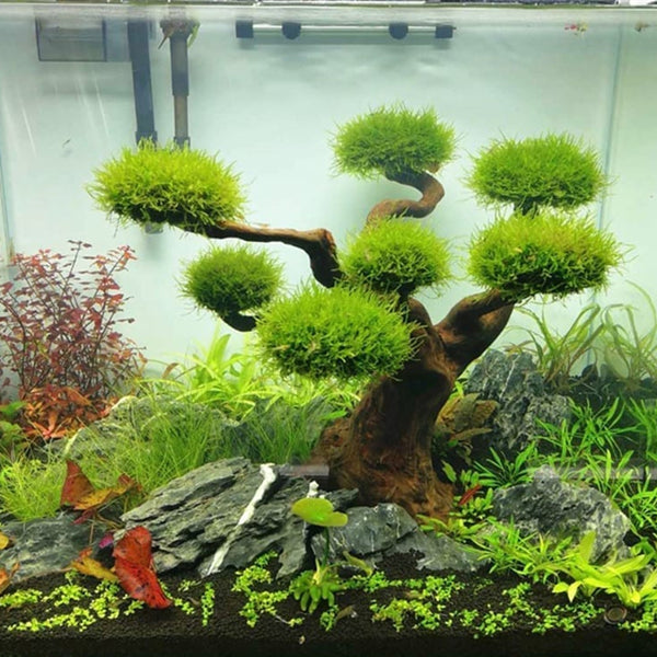 moss for aquarium bonsai tree 'Mushroom' Tree Moss