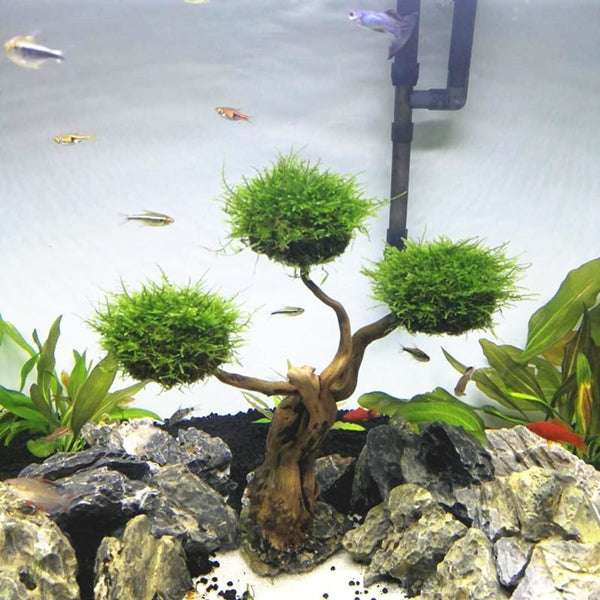 'Mushroom' Tree Moss