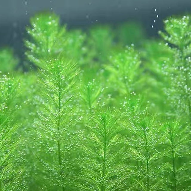 Myriophyllum hippuroides