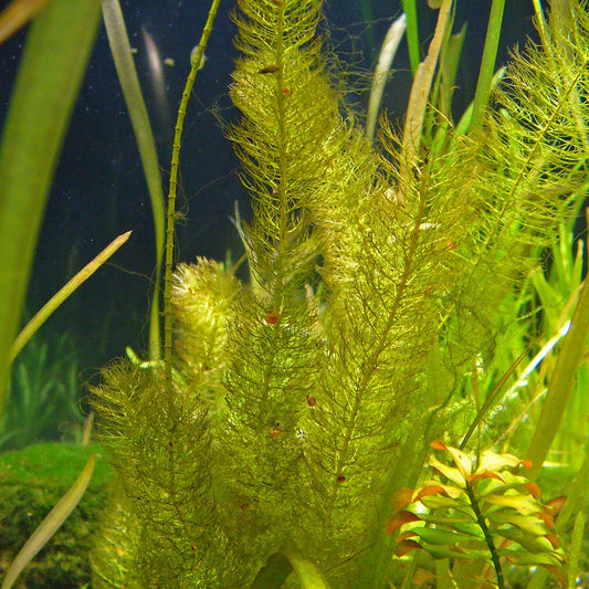 Myriophyllum hippuroides
