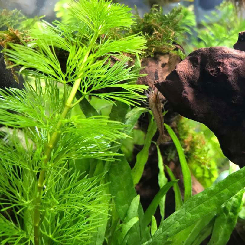 Myriophyllum hippuroides