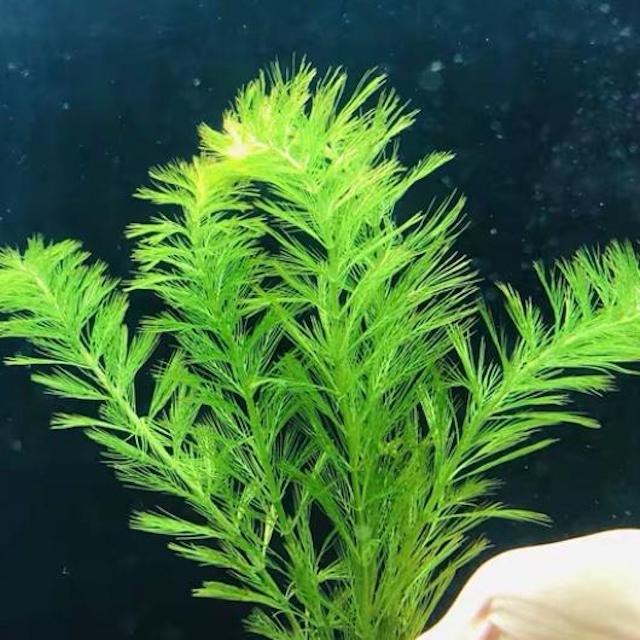 Myriophyllum hippuroides