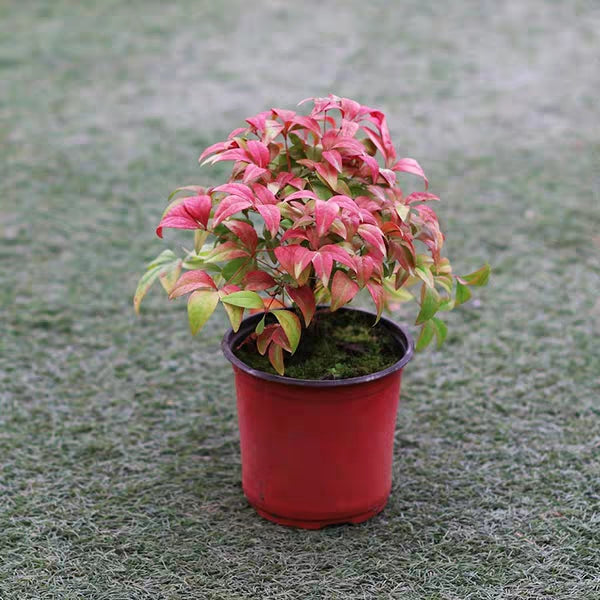 Heavenly Bamboo ( Nandina domestica ' Firepower ' )