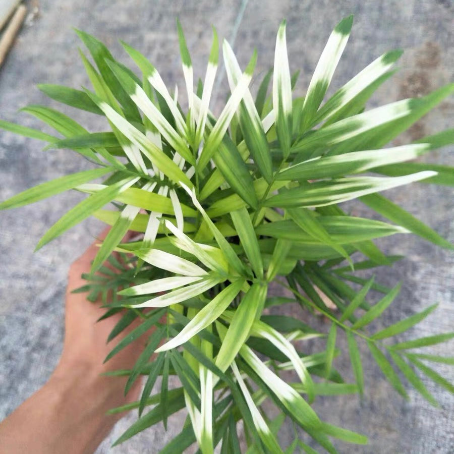 Neanthe Bella palm (Chamaedorea elegans Mart.)