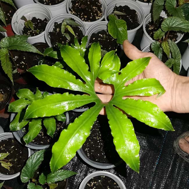 Neocheiropteris palmatopedata (Baker) Christ