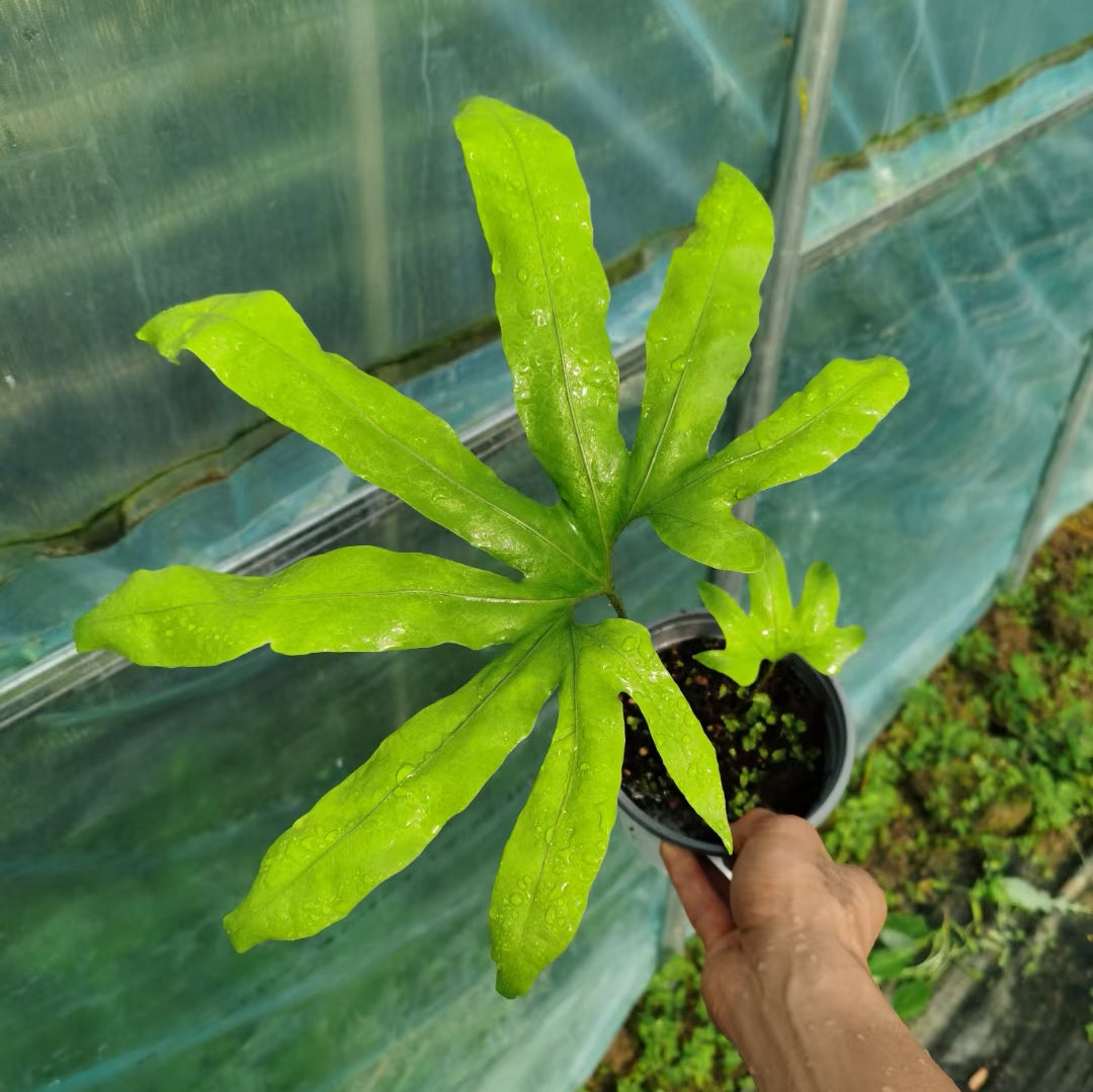 Neocheiropteris palmatopedata (Baker) Christ