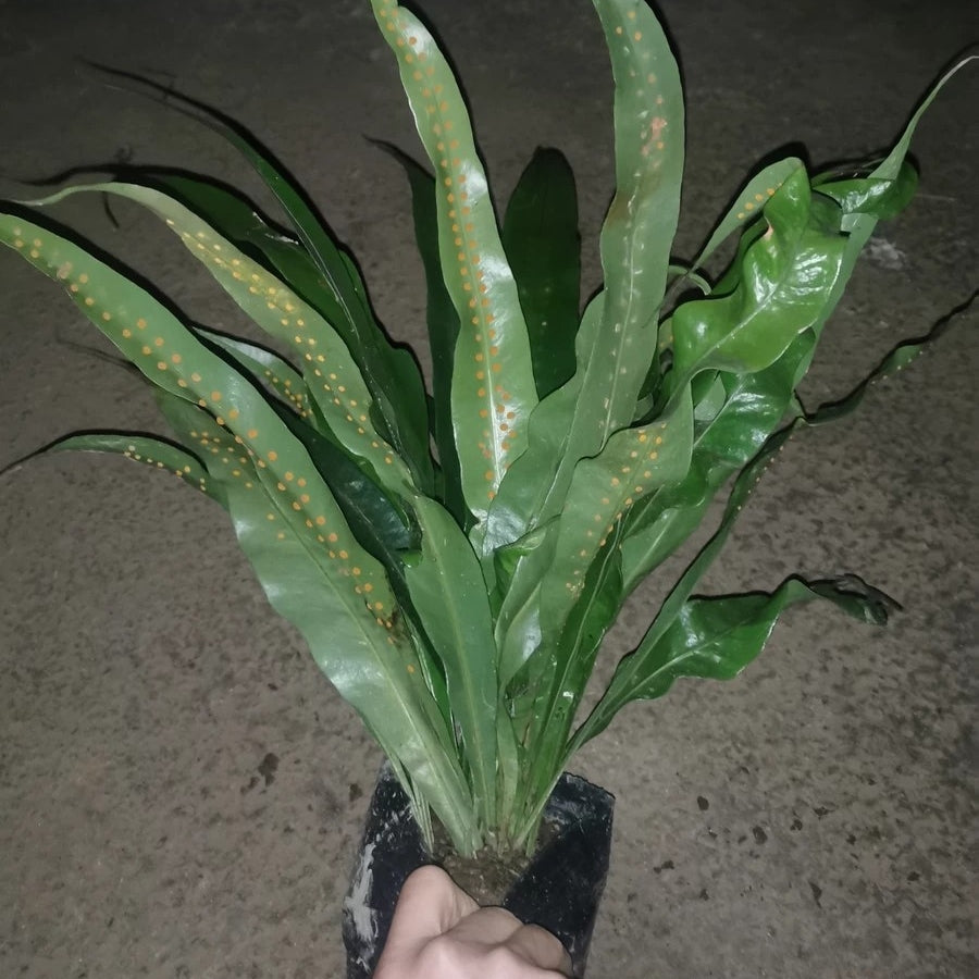 Fortune's Ribbon Fern (Neolepisorus fortunei)