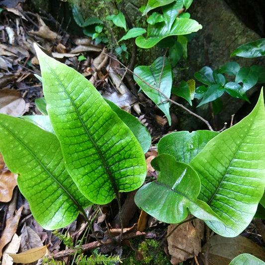 Neolepisorus sp. (Scales)