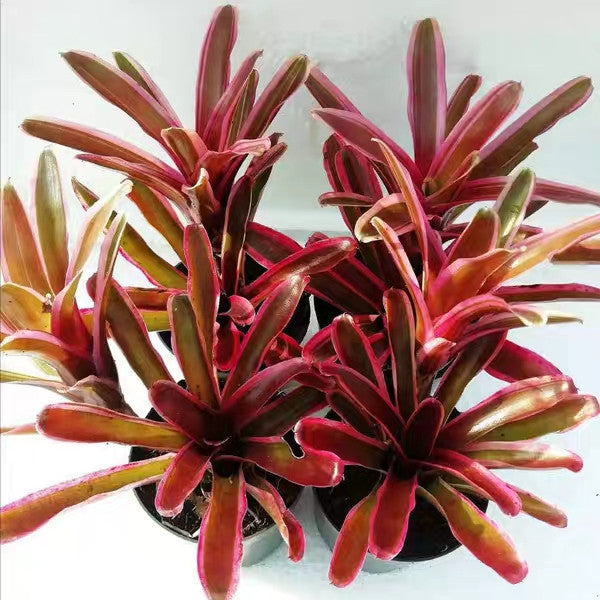 Bromeliad ( Neoregelia ' Pink Powder ' )