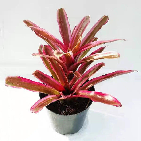 Bromeliad ( Neoregelia ' Pink Powder ' )