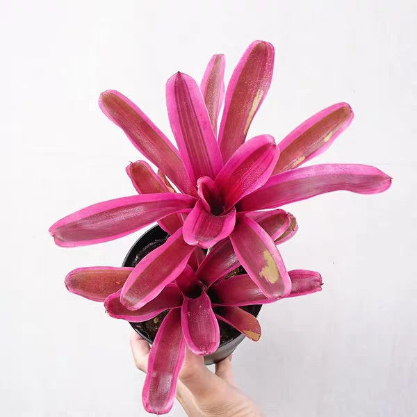 Bromeliad ( Neoregelia ' Pink Powder ' )