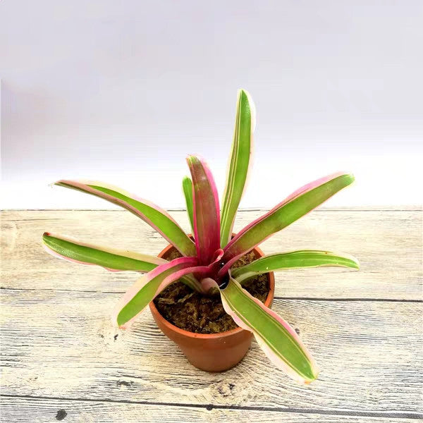 Bromeliad ( Neoregelia ' Pink Powder ' )